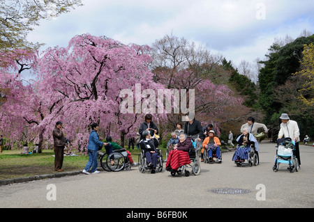 Ältere Menschen in Rollstühlen Experienceing das Kirschblütenfest in den botanischen Gärten, rote Kirschblüten, Kyoto, J Stockfoto