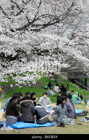 Japanische Studenten auf eine blaue Kunststoff Decke feiert das Cherry Blossom Festival unter einem blühenden Kirschbaum am Stockfoto