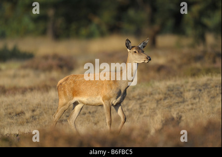 Rothirsch (Cervus Elaphus), Doe, Saison, Spurrinnen, Nationalpark Hoge Veluwe, Gelderland, Niederlande, Europa Stockfoto