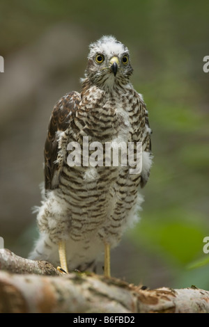 Eurasische Sperber (Accipiter Nisus), Küken am Boden stehend Stockfoto