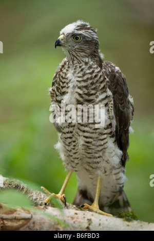 Eurasische Sperber (Accipiter Nisus), Küken am Boden stehend Stockfoto