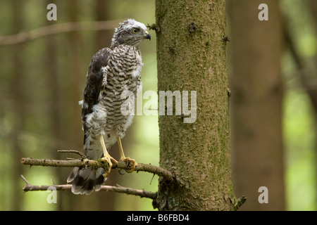 Eurasische Sperber (Accipiter Nisus), thront auf einem Fichte Ast Küken Stockfoto