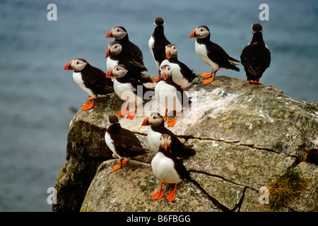 Eine Gruppe von atlantischen Papageitauchern (Fratercula arctica) auf einem Felsen, Runde Bird Island, Norwegen, Skandinavien, Europa Stockfoto