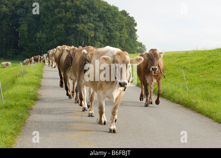 Kühe (Bos Taurus) in einem Konvoi Stockfoto