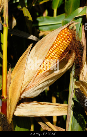 Reifer Mais oder Mais Maiskolben (Zea Mays Subspecies Mays), an der Pflanze Stockfoto