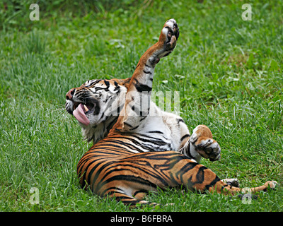 Sumatra-Tiger (Panthera Tigris) Rollen in der Wiese Stockfoto