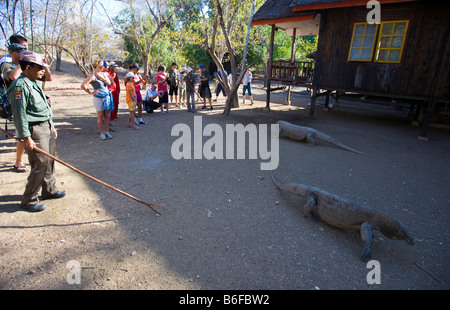 Ein Ranger mit einem Komodo-Drachen in den Nationalpark mit Touristen, Komodo National Park, UNESCO-Weltkulturerbe, Komodo, Ind Stockfoto