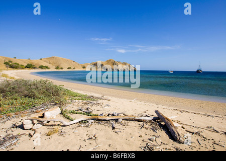 Treibholz angespült auf den Strand, Komodo Nationalpark Komodo, Indonesien, Südostasien Stockfoto