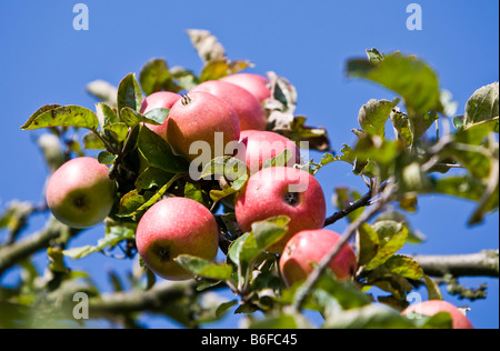 Reife rote Äpfel hängen von einem Apfel Baum, Hessen, Deutschland, Europa Stockfoto