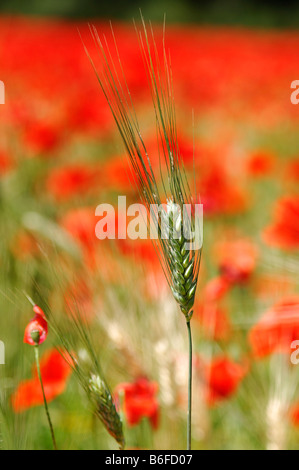 Wilde Ähre vor einem Blumenfeld Mohn (Papaver) in Provence, Frankreich Stockfoto