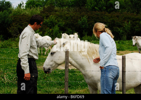 Touristen, die klopfen weißer Camargue Pferde, La Camargue, Provence, Frankreich, Europa Stockfoto