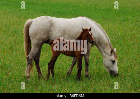 Weißen Camargue-Pferde und braune Fohlen, La Camargue, Provence, Frankreich, Europa Stockfoto