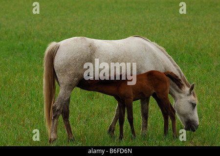 Weißen Camargue-Pferde Pflege eine braune Fohlen, La Camargue, Provence, Frankreich, Europa Stockfoto