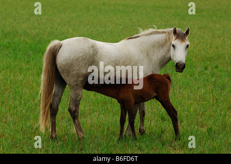 Weißen Camargue-Pferde Pflege eine braune Fohlen, La Camargue, Provence, Frankreich, Europa Stockfoto