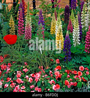 Lupinen und doppelte Impatiens in einen bunten Rahmen Stockfoto