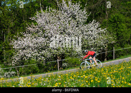 Radfahrer fahren vorbei an einer Blume gefüllt Wiese und Obst Bäume in Blüte, Samerberg, Chiemgau, Bayern, Deutschland, Europa Stockfoto