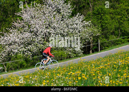 Radfahrer fahren vorbei an einer Blume gefüllt Wiese und Obst Bäume in Blüte, Samerberg, Chiemgau, Bayern, Deutschland, Europa Stockfoto