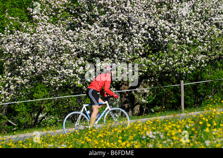 Radfahrer fahren vorbei an einer Blume gefüllt Wiese und Obst Bäume in Blüte, Samerberg, Chiemgau, Bayern, Deutschland, Europa Stockfoto