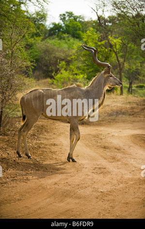 wild wild größere KUDU Antilope TRAGELAPHUS STREPSICEROS Bock mit spiralförmigen Spirale Horn männlichen entlang Südafrika s Stockfoto