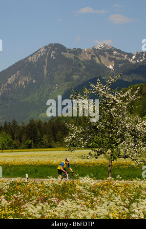 Rennradler vorbei Blume gefüllt, Wiesen und Berge in der Nähe von Schleching, Chiemgau, Bayern, Deutschland, Europa Stockfoto