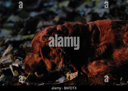 Red Setter auf Blätter im Herbst Stockfoto