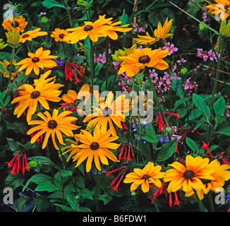 Rudbeckia Goldsturm mit Fuchsia Triphylla Thalia und Gaura Siskiyou Pink Stockfoto