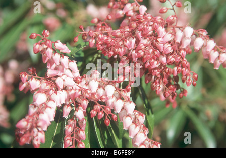 Pieris Japonica "Tal Valetine" in voller Blüte im frühen Frühlingsgarten. Stockfoto