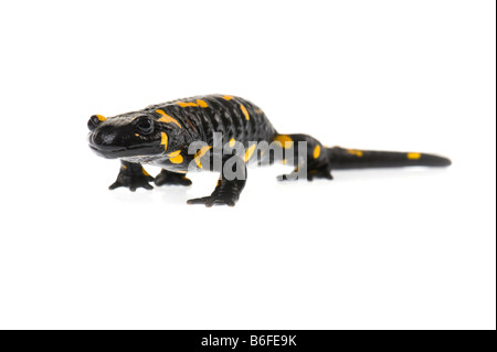 Firesalamander Feuer Salamander Stand aufstehen Porträt Salamandra Salamandra alpine CLOSEUP CLOSE UP MAKRO Makro MICRO MIKRO Stockfoto