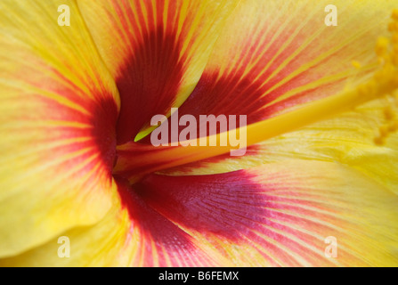 Gelben Hibiskusblüte Nahaufnahme von Mitte der Blume Maui Hawaii Stockfoto