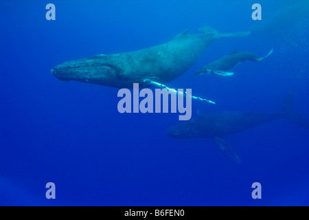 USA Hawaii Big Island Unterwasser Ansicht der Buckelwal Kuh Impressionen Novaengliae Schwimmen mit Kalb von Männern verfolgt Stockfoto