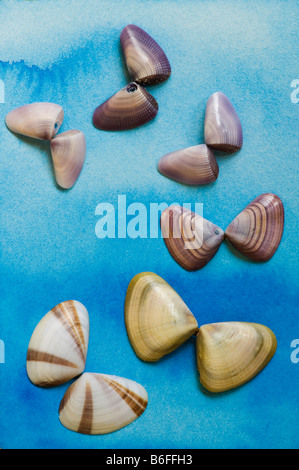 Muscheln auf einem blauen Aquarell-Hintergrund Stockfoto