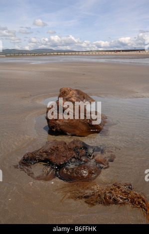 Der versteinerte Wald Strand Borth Wales UK Europe Stockfoto