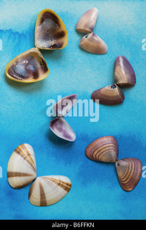 Muscheln auf einem blauen Aquarell-Hintergrund Stockfoto