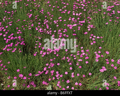 Bereich der Jungfrau Rosa (Dianthus Deltoides) in voller Blüte Stockfoto