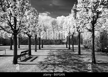 Schloss Schönbrunn Gärten, Infrarot-schwarz / weiß Fotografie, Wien, Austria, Europe Stockfoto