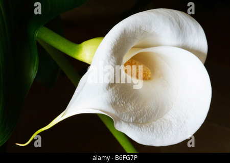 Blume Calla oder Arum Lilie (Zantedeschia), Stockfoto