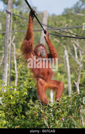 Bornean Orang-Utans (Pongo Pygmaeus), Primas, Samboja, Ost-Kalimantan / Kalimantan Timur, Borneo, Indonesien Stockfoto