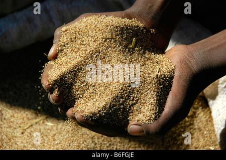 Hunger, Korn in der Hand, Teff, Debark Markt, Äthiopien, Afrika Stockfoto