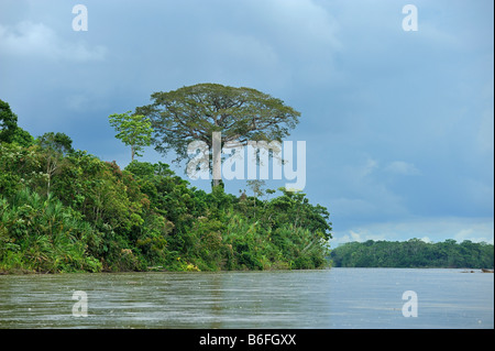 Kapok-Baum (Ceiba Pentandra), bekannt als Ceibo in Ecuador am Rio Napo Fluss in der Nähe der Stadt El Coca, Ecuador, Südamerika Stockfoto