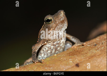 South American gemeinsame Kröte oder Sapo Crestado (Schädlingsbekämpfer Margaritifer) in der Regen Wald von Ecuador, Südamerika Stockfoto