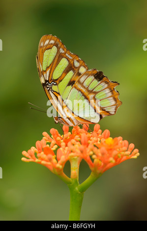 Malachit Schmetterling (Siproeta Stelenes) auf eine Blüte, Ecuador, Südamerika Stockfoto