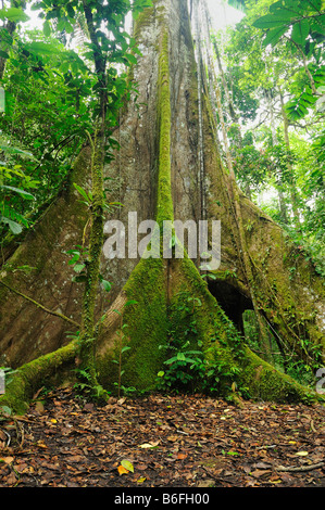 Luftwurzeln eines Baumes Kapok (Ceiba Pentandra), bekannt als Ceibo in Ecuador, Südamerika Stockfoto