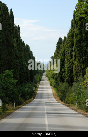 Bolgheri Tuscany Italien Allee der Zypressen Stockfoto