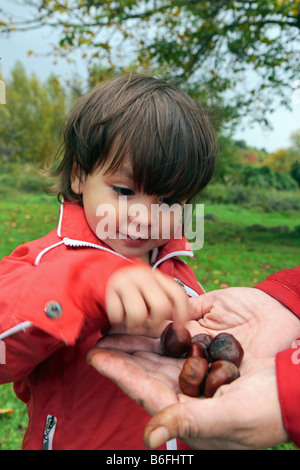 Kinder sammeln Kastanien, Niederwerth, Rheinland-Pfalz, Deutschland, Europa Stockfoto