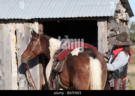 Ein Pferd mit lustigen ausdrücken vielleicht denken, was zum Teufel ist er ein Pferd satteln, für einen Tag auf der Ranch Cowboy zu tun Stockfoto