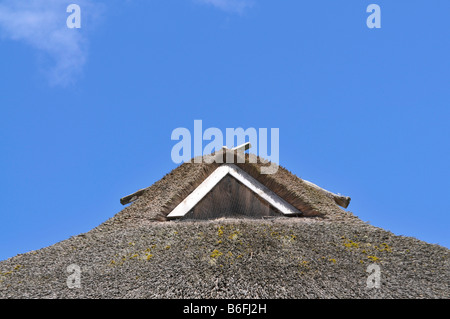 Reetdach, Detail, in Maasholm, Schleswig-Holstein, Deutschland, Europa Stockfoto