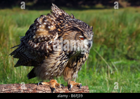 Eurasische Adler-Eule (Bubo Bubo) Stockfoto