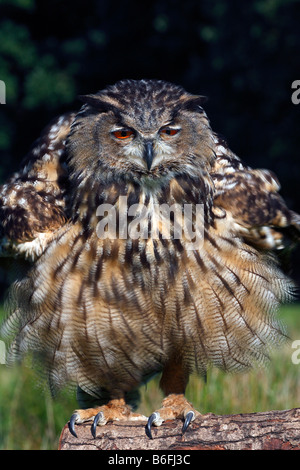 Eurasische Uhu (Bubo Bubo), sein Gefieder ausschütteln Stockfoto