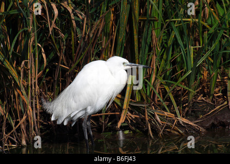 Seidenreiher (Egretta Garzetta) Stockfoto