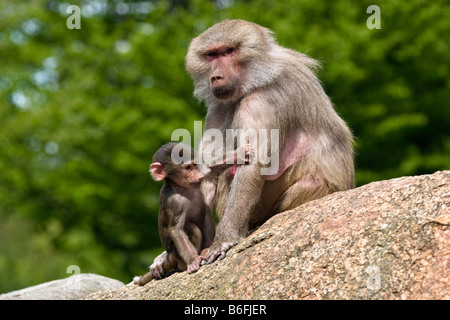 Hamadryas Pavian (Papio Hamadryas), Mutter mit Baby, Afrika, zoo Stockfoto